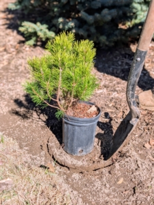 Holes are dug twice as wide as the root balls, but no deeper. Once in the hole, the top of the root ball should be a half-inch higher than the soil surface.