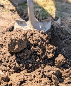 We’ve had a lot of rain lately, so the soil is quite moist and soft.