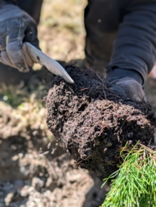 Then using a hori hori knife he scarifies the roots of the specimen. Scarifying stimulates root growth. Essentially one cuts up small portions of the root ball to loosen the roots and create beneficial injuries. This helps the plant become established more quickly in its new environment.