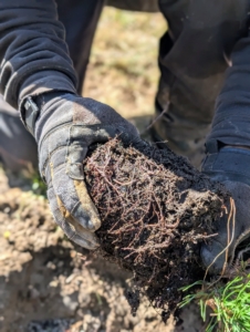 Pasang also uses his hands to tease the bottom roots.