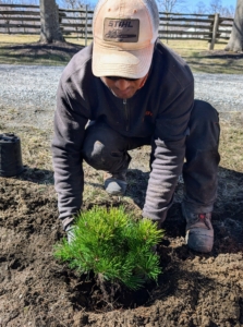 The plant is placed into the hole at the proper height - the nicest side faces out to the carriage road.