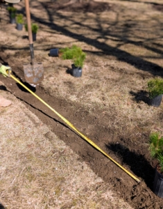 The space between each Mugo pine is measured for accuracy. One can also eyeball the distance - four to five feet depending on established plants nearby. They all need adequate room to grow.