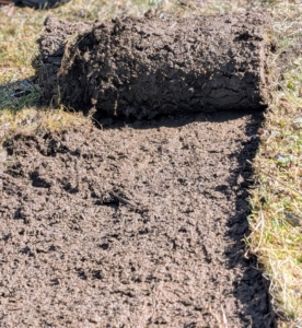 Once the sod is cut, it is rolled up in strips. Doing this right away makes it easier to see where the sod has already been cut.