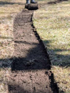 Here is a section of the bed after the sod is removed.