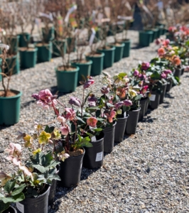 Earlier this week, I purchased a variety of flowering hellebores. The plants behind them are azaleas for another exciting gardening project.