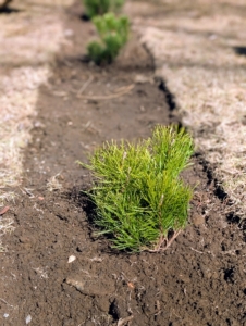 Finally, it's backfilled. After putting a new shrub or tree into the ground, be sure to keep it slightly moist for its first year as it takes root.