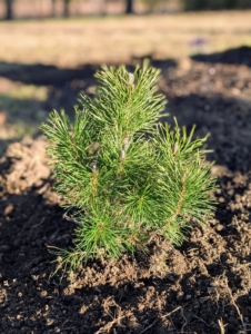 Mugo pines are low-maintenance and highly resilient to various weather conditions. I'll share more photos of this pinetum project in another blog.