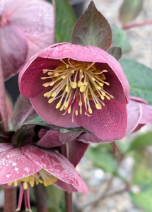 To me, hellebores are must-haves for any gardener's collection. I grow them under my allée of lindens, outside my studio, and in the beds near my Tenant House.