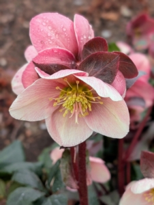 They are sometimes known as Lenten rose or Christmas rose because of the appearance and early flowering time. I’ve had hellebores in my gardens for many years.