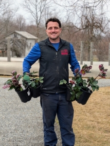 Ryan brings all the hellebores to the planting site, so he can determine which ones will go where.