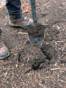 A hole is dug at least twice the size of the plant’s root ball. Fortunately, the ground is pretty soft, but use a spear-headed spade like this if necessary.