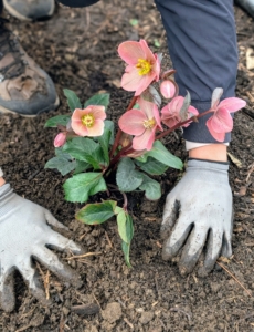 Once the hellebore is in the hole, it is backfilled and the surrounding soil is gently tamped down to create good contact.