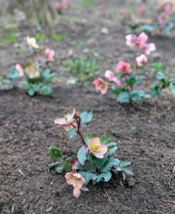 While hellebores do spread, they are considered slow-growing plants that can take up to 18-months to reach their mature size.