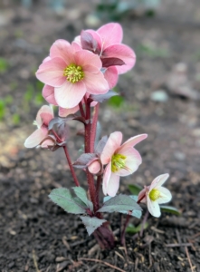 Here is one completely planted. Hellebores do best underneath deciduous trees where they are shaded by foliage in summer, but are exposed to full sun after the trees have dropped their leaves in fall.