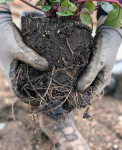 Before planting, the root ball is scarified, meaning the roots are teased and sometimes intentionally cut to encourage and stimulate growth.