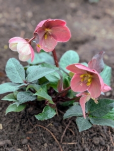 Unlike the blooms of most other flowering plants, hellebore flowers do not consist of petals, but of sepals, which serve to protect the flower. These flowers also tend to nod.