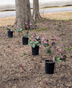 Hellebores should be planted about two-feet apart since they spread. The area is mixed with other perennials with foliage and blooms in similar colors. They will come up soon.