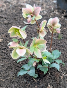 These plants are also fairly deer and rabbit resistant. Some of the varieties planted in this space include Helleborus 'Pink Frost,' Helleborus hybrid 'Lenten Rose,' Helleborus 'Rio Carnivale,' Helleborus 'Frostkiss Anna's Red and 'Frostkiss Molly's White,' Helleborus 'Frostkiss Pippa's Purple,' and Helleborus 'Pink Frost,'