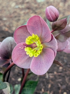 Overnight showers provided a good drink. Once the plants are well-established, hellebores require little upkeep. If you're out shopping for spring plants, consider the hellebore - you'll love them in your garden. And please pick up a copy of my latest book, "Martha Stewart's Gardening Handbook: The Essential Guide to Designing, Planting, and Growing." It's out now!