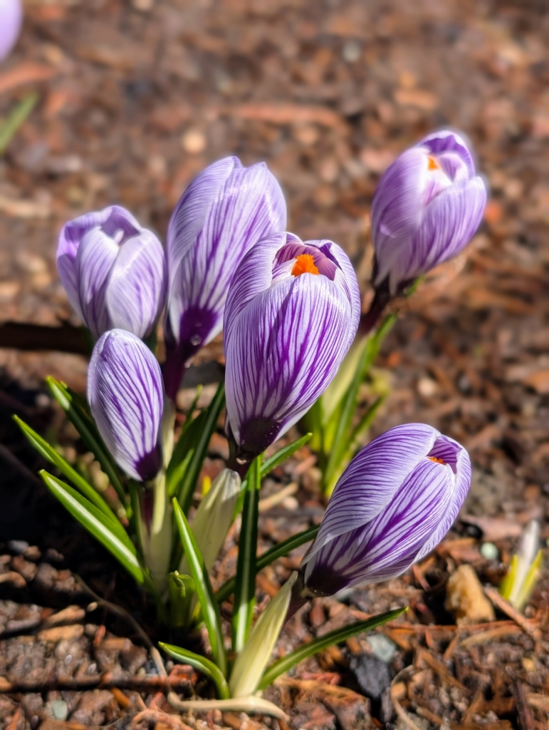 Early Spring Color in the Gardens - The Martha Stewart Blog
