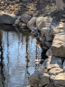 The water is much cleaner now that all the silt has been removed. Reflections of the bare trees can be seen in the water.