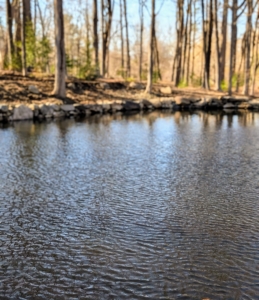 The next phase will include selecting and planting the best trees and other specimens for the pond's edge. The right plantings will not only look beautiful but will also provide a good habitat for wildlife.