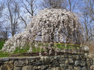 When in bloom, weeping cherry flowers attract many butterflies and hummingbirds.