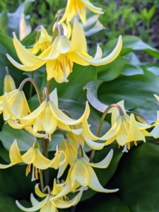 The delicate blooms of the trout lily, Erythronium, resemble turks cap lilies and stand out in the dappled light. These are planted in a bed outside my chicken coops, but many others also grow in the woodland.