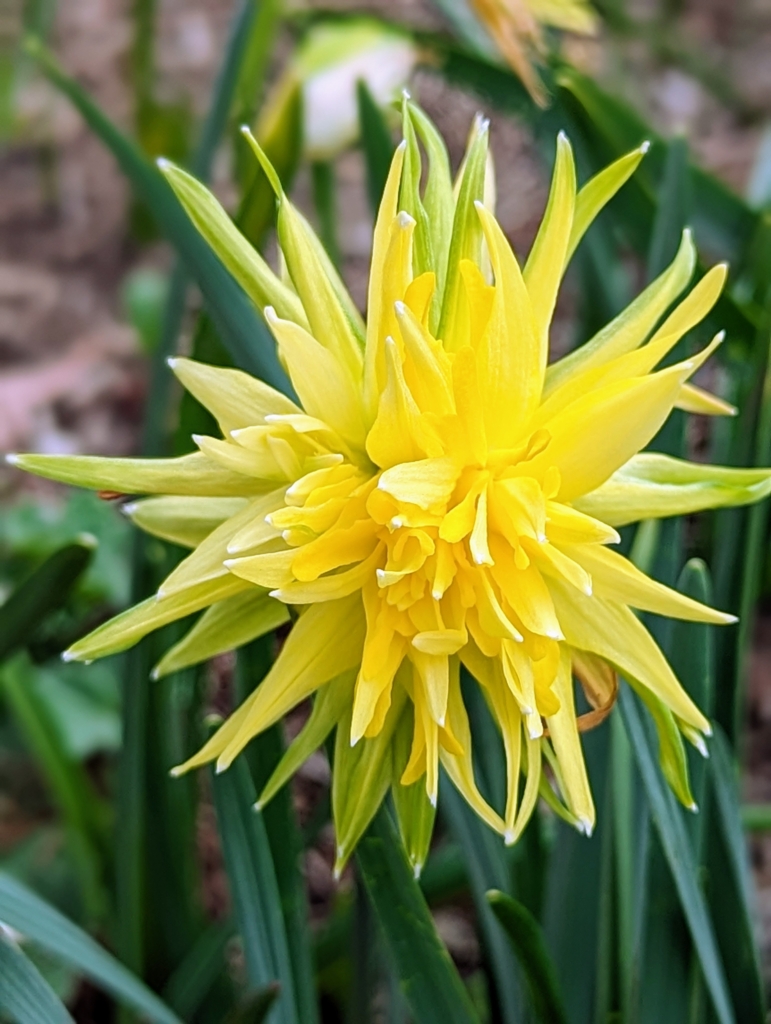My Daffodils - The Martha Stewart Blog