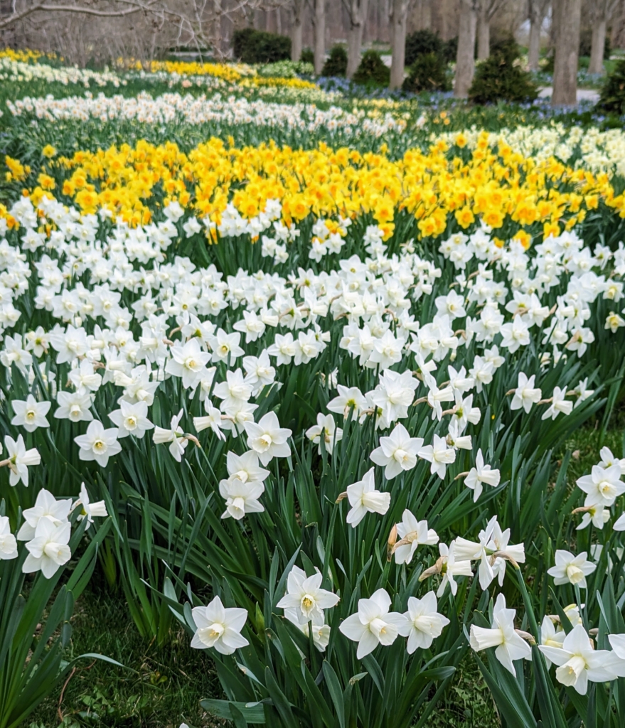 Spectacular Martha Stewart Planting Daffodils Picture in 4K Spectacular Martha Stewart Planting Daffodils Picture in 4K