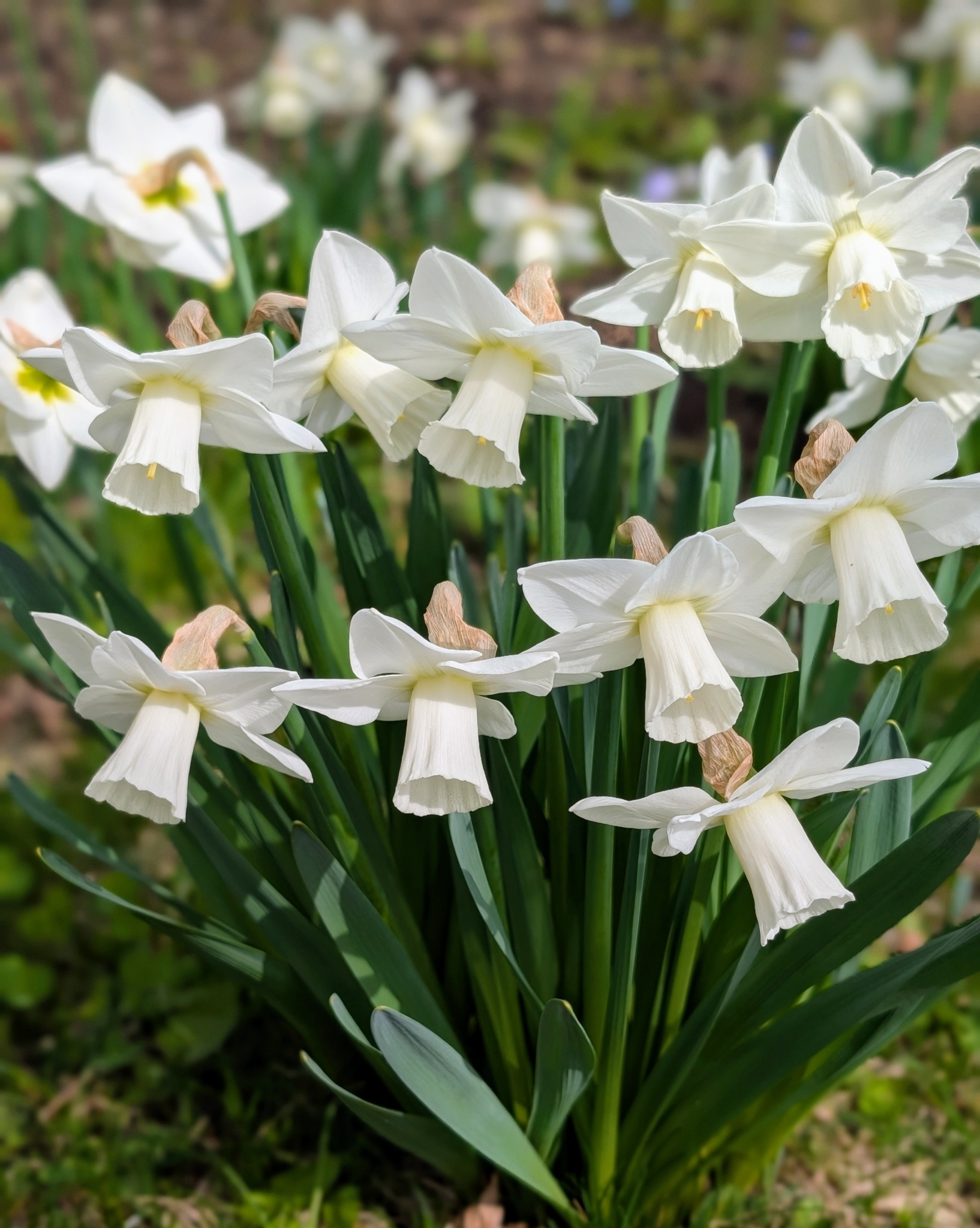 Serene Martha Stewart Planting Daffodils Moment for Desktop Serene Martha Stewart Planting Daffodils Moment for Desktop