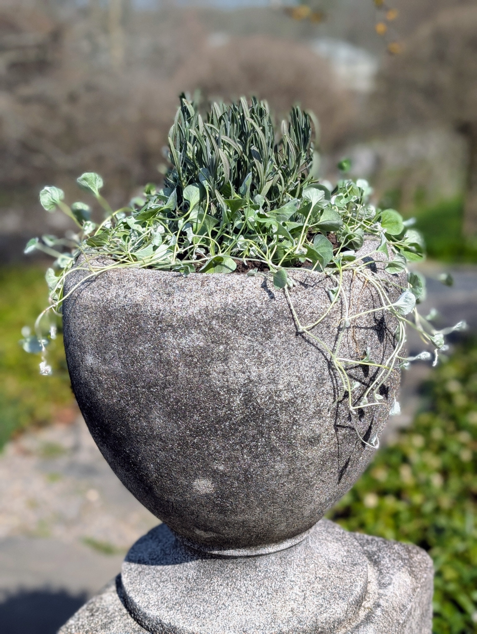 Potted Plants Outside My Winter House - The Martha Stewart Blog