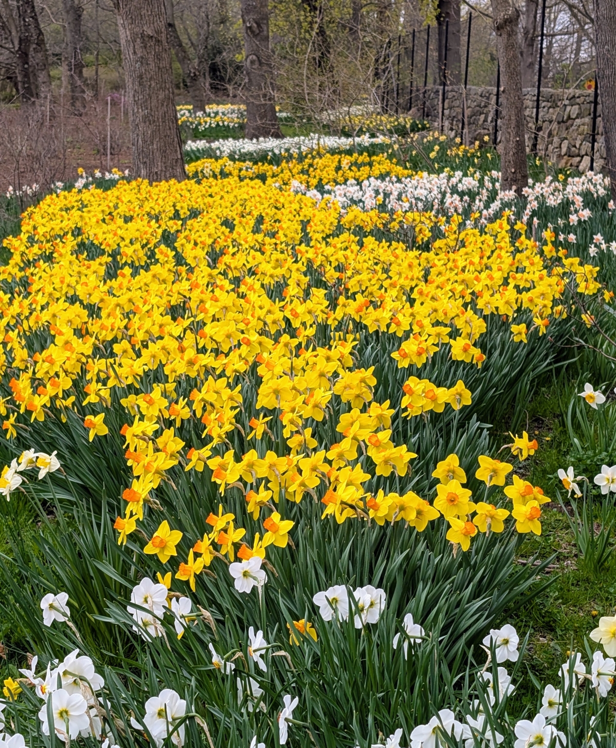 Detailed Martha Stewart Planting Daffodils Picture for Your Screen Detailed Martha Stewart Planting Daffodils Picture for Your Screen