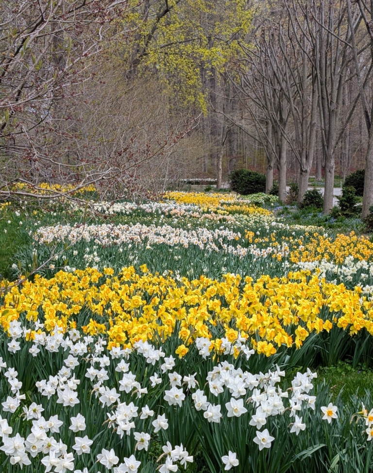 Crisp Martha Stewart Planting Daffodils Picture in 4K Crisp Martha Stewart Planting Daffodils Picture in 4K