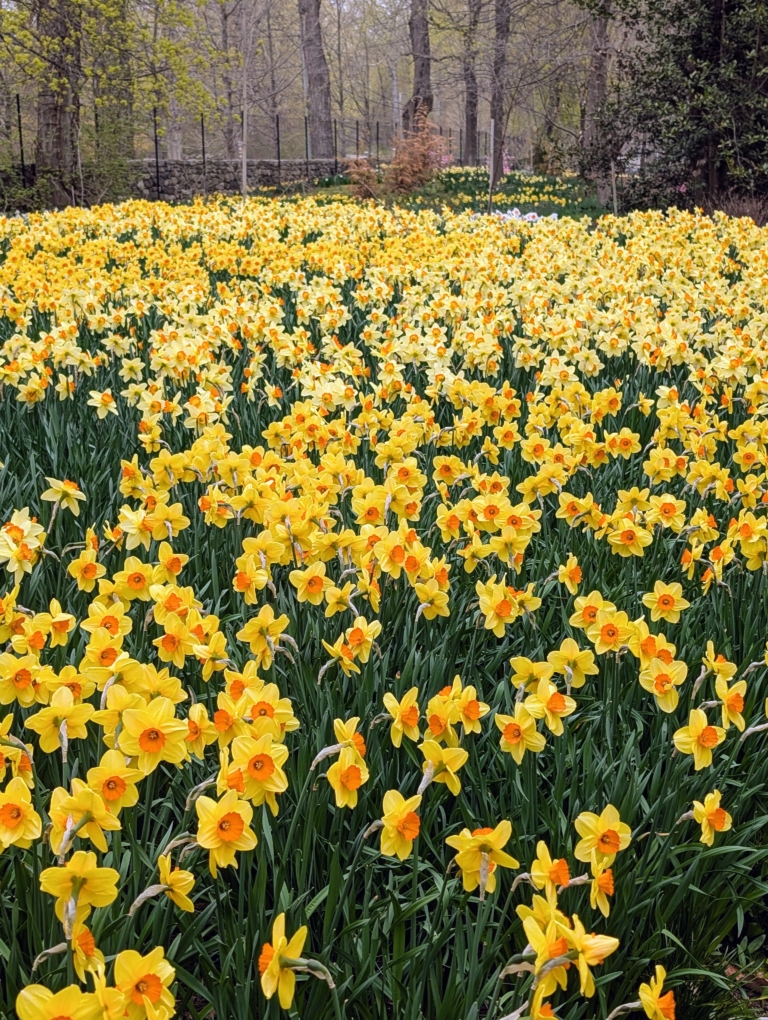 Serene Martha Stewart Planting Daffodils Abstract Digital Art Serene Martha Stewart Planting Daffodils Abstract Digital Art