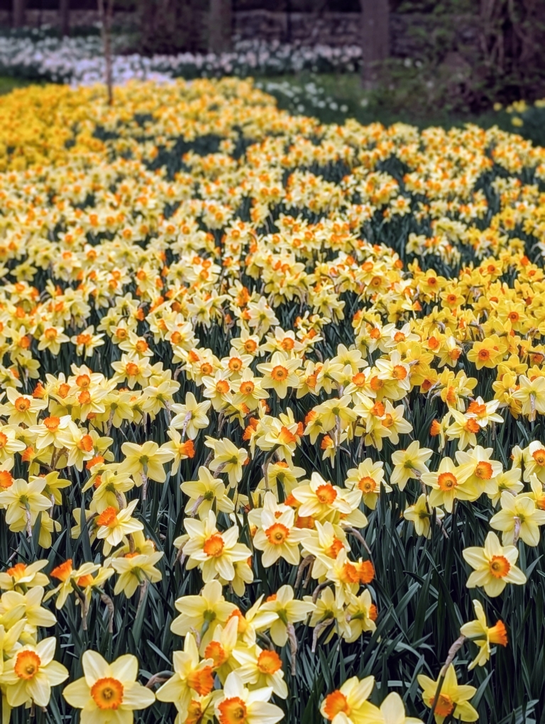 Vivid Martha Stewart Planting Daffodils Artwork Concept Vivid Martha Stewart Planting Daffodils Artwork Concept