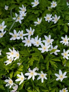 This lovely woodland plant is the wood anemone from the Buttercup family. They are cheerful and hardy ground covering plants.