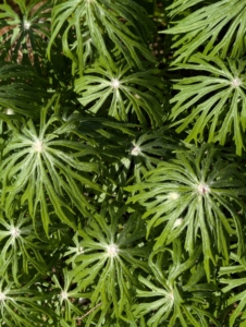 I always look for the most interesting plants to add to my gardens. This is Syneilesis – a tough, drought-tolerant, easy-to-grow woodland garden perennial that prefers moist, well-drained, slightly acid soils. If in the proper environment, syneilesis will slowly spread to form an attractive colony. Commonly called shredded umbrella, it has leaves that are narrow, dissected, and cascade downward like an umbrella.