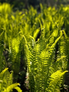 All around, I also have lots of ostrich ferns growing. Matteuccia struthiopteris is native to North America. Once established, these grow to a height of three to six feet. Ostrich fern grows in vase-shaped clumps called crowns. The showy, arching, sterile fronds are plume-like and reminiscent of the tail feathers of – you guessed it – ostriches.