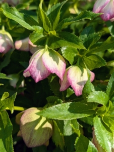 The hellebores continue to show beautifully at the farm. Hellebores are members of the Eurasian genus Helleborus – about 20 species of evergreen perennial flowering plants in the family Ranunculaceae. They blossom during late winter and early spring for up to three months. Hellebores come in a variety of colors and have rose-like blossoms.