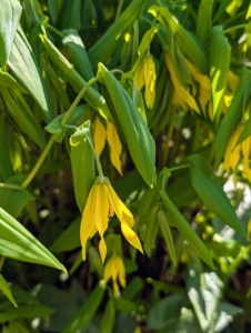 Uvularia grandiflora, the large-flowered bellwort or merrybells, is a species of flowering plant in the family Colchicaceae. Blooming mid to late spring, the flowers are twisted both in bud and in flower giving it a slightly droopy appearance.
