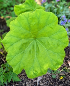Astilboides is an interesting plant with huge, bright green leaves that are round and flat and measure up to 24-inches across. The effect is dramatic, and beautiful among other hardy perennials.