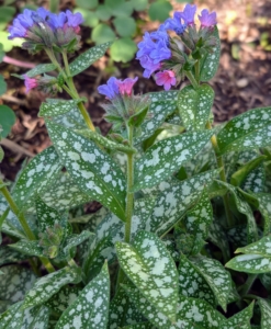 Lungwort plants, Pulmonaria, are most often grown for their interesting leaves, which are green with random white spots. The leaves also have a rough, hairy fuzz covering them. The flowers, commonly known as lungwort, are bell- or funnel-shaped with five petals. They typically start out pinkish and mature to violet blue.