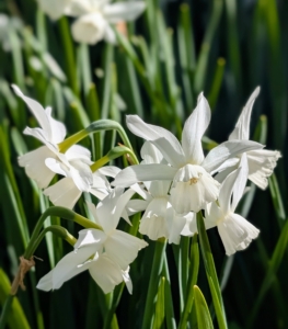 And we still have daffodils bordering the garden beds with bright colors! My daffodil blossoms come in many combinations of yellow, orange, and white.