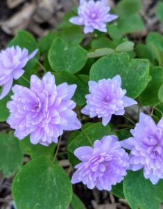 Anemonella thalictroides is an easy-to-grow, deer-resistant, durable, but dainty looking plant. The genus name Anemonella roughly translates as ‘little anemone’ because its flowers are miniature copies of the windflower. These are a light pale pink.