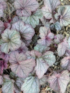 Heuchera plants grow into mounds and are exceptionally heat tolerant. Heuchera is a genus of largely evergreen perennial plants in the family Saxifragaceae, all native to North America. Common names include alumroot and coral bells.