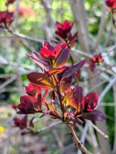 Nearby, the Cotinus are leafing out too. Cotinus, the smoketree, or smoke bush, is a genus of two species of flowering plants in the family Anacardiaceae, closely related to the sumacs. Their smooth, rounded leaves come in exceptional shades of deep purple, clear pinkish-bronze, yellow, and green.