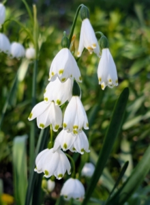 These are Snowflakes – not to be confused with Snowdrops. The Snowflake is much taller and has more than one flower per stem. Snowflake petals are even, each with a green spots on the end, whereas Snowdrops have helicopter-like propellers that are green only on the inner petals.