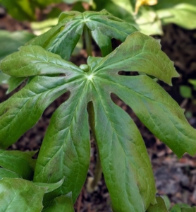 Podophyllum peltatum is commonly known as mayapple, American mandrake, wild mandrake, and ground lemon. Mayapples are woodland plants, typically growing in colonies from a single root. The leaves are deeply lobed and can grow up to one foot wide making them stand-out in the garden bed.