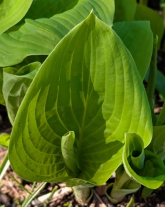 All the hostas are also growing quickly. The lush green foliage varies in leaf shape, size and texture, and their easy care requirements make them ideal for many areas.